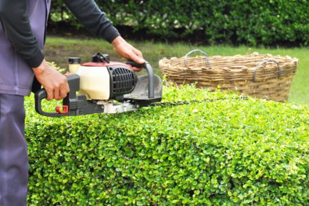 Shrub Trimming