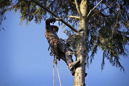 Tree Trimming Thumbnail